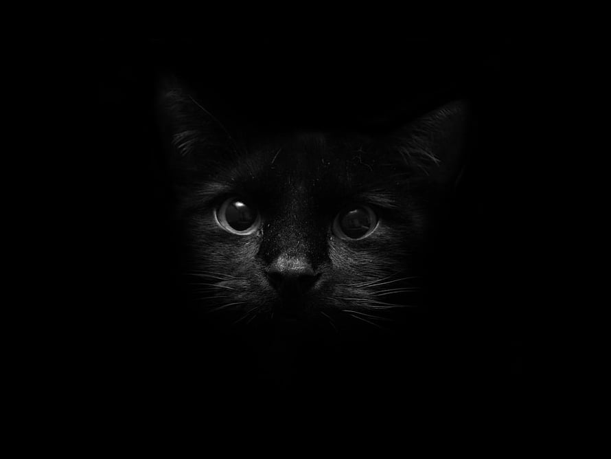Mysterious Black Cat Face Emerging From Deep Darkness HD wallpaper