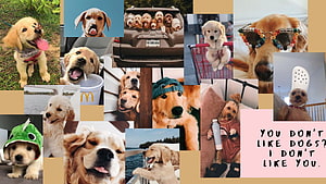 Funny Golden Retriever and Puppy Collage with Playful Accessories and Captions HD wallpaper
