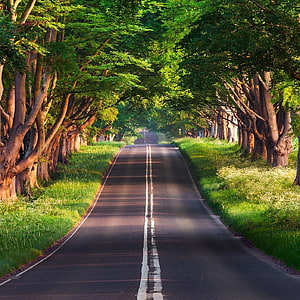 Serene Tree-Lined Country Road with Lush Green Canopy and Golden Sunlight HD phone wallpaper