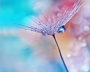 Macro Photography of a Dandelion Seed Head Covered in Dew Drops with a Soft Pastel Bokeh Background HD wallpaper