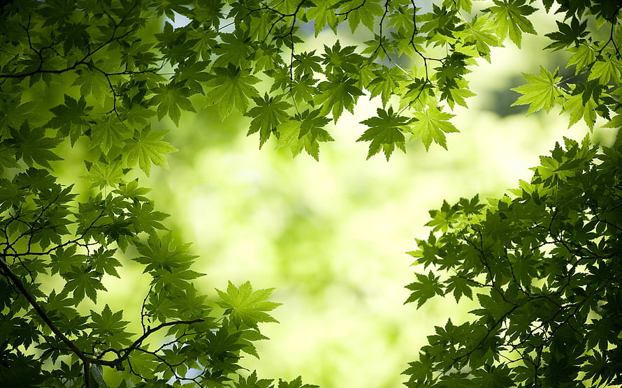 Vibrant Green Japanese Maple Leaves Framing a Soft Sunlit Forest Background HD wallpaper