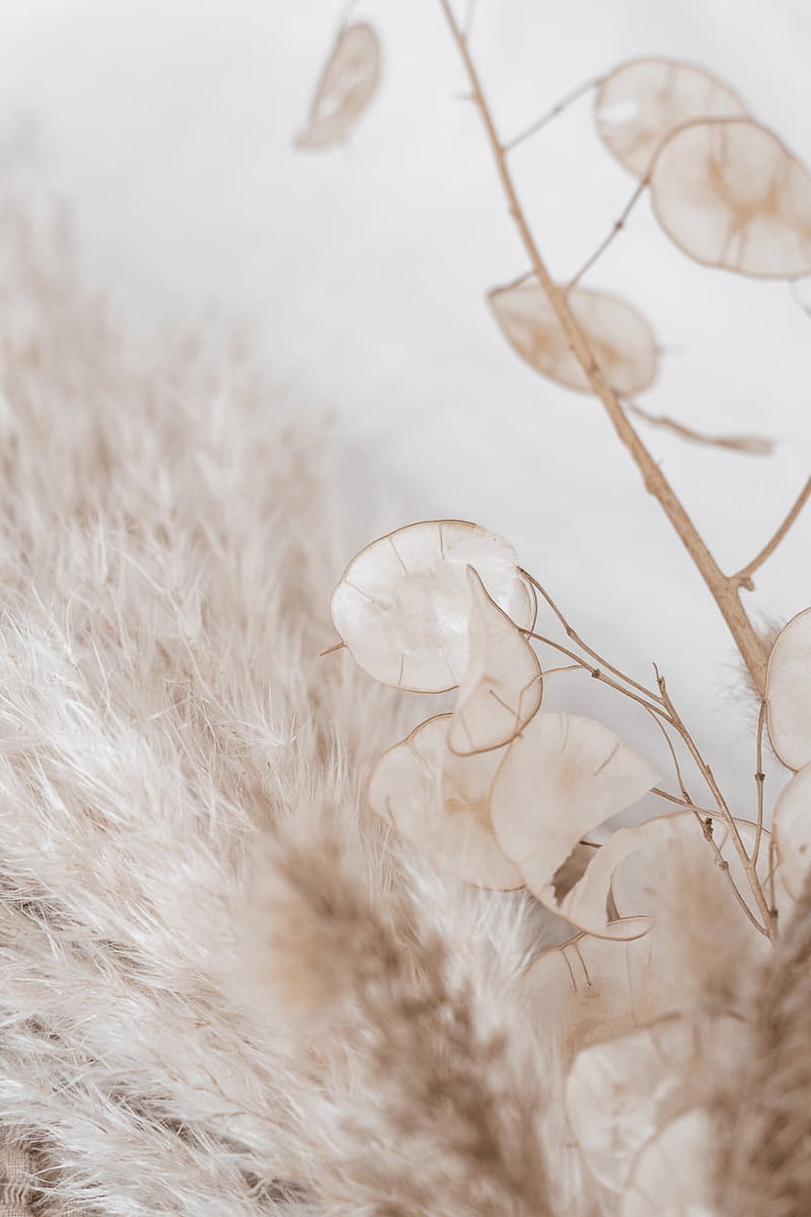 Soft Beige Dried Botanicals and Fluffy Grasses on a Minimalist White Background HD phone wallpaper