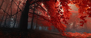 Misty Forest Path With Vibrant Red Autumn Foliage and Dark Tree Trunks HD wallpaper