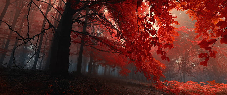 Misty Forest Path With Vibrant Red Autumn Foliage and Dark Tree Trunks HD wallpaper