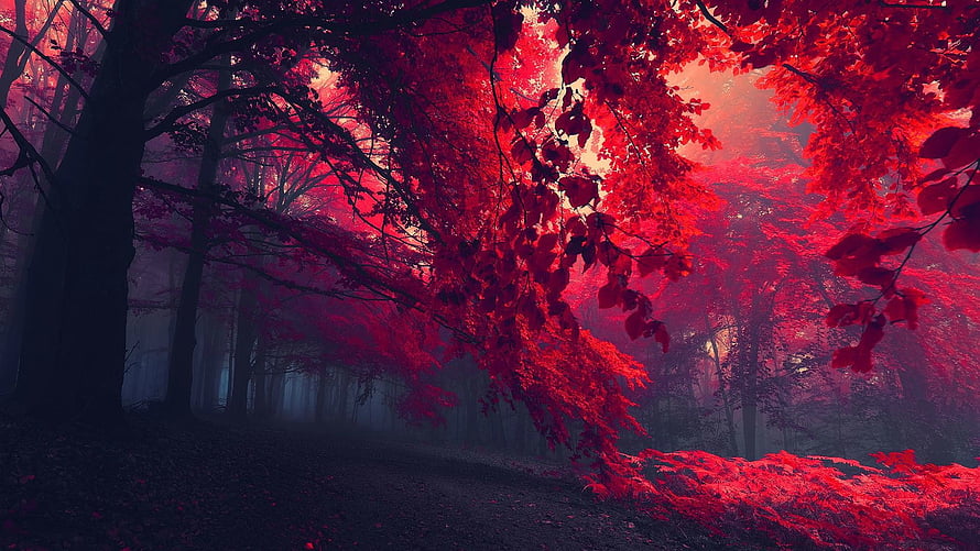 Mystical Forest Path With Vibrant Crimson Foliage And Misty Atmosphere HD wallpaper