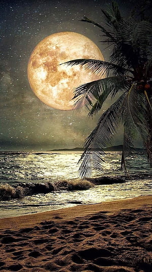 Full Moon Over Tropical Beach with Silhouetted Palm Tree and Starry Night Sky HD phone wallpaper