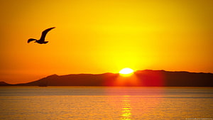 Golden sunset over calm sea with a lone bird in flight and distant mountain silhouette HD wallpaper
