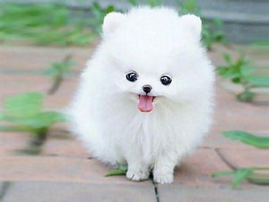 Adorable White Pomeranian Puppy with Fluffy Coat and Happy Expression HD wallpaper