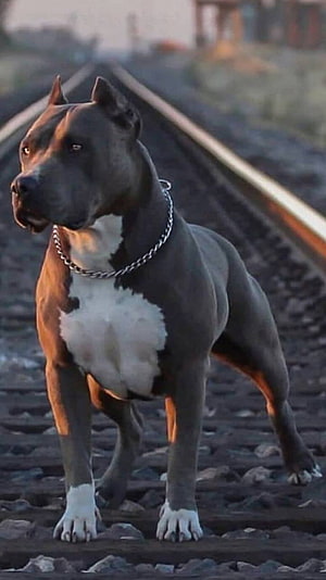 Muscular Blue Pitbull Standing on Railroad Tracks at Golden Hour HD phone wallpaper