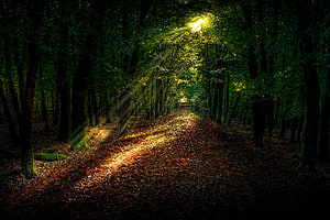 Sunbeams piercing through a dense autumn forest path covered in fallen leaves HD wallpaper