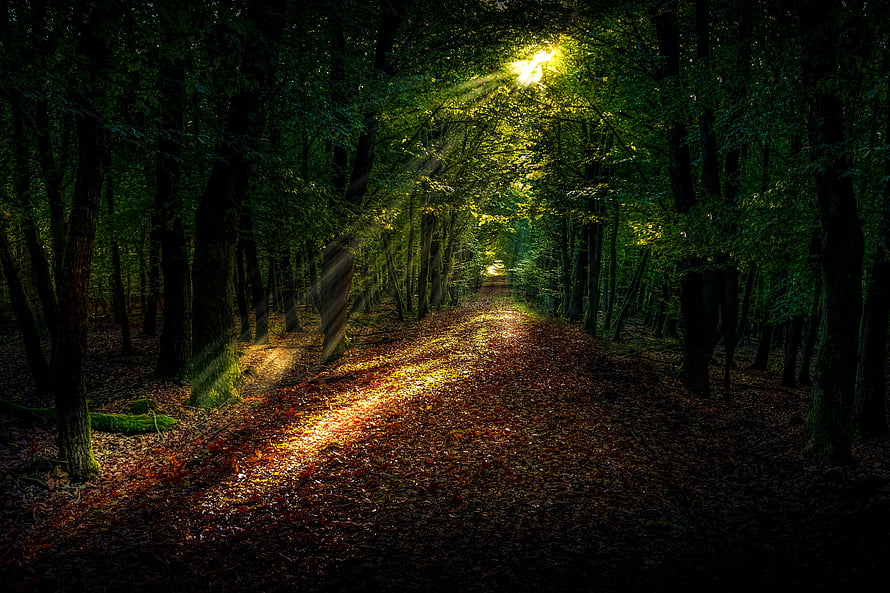 Sunbeams piercing through a dense autumn forest path covered in fallen leaves HD wallpaper