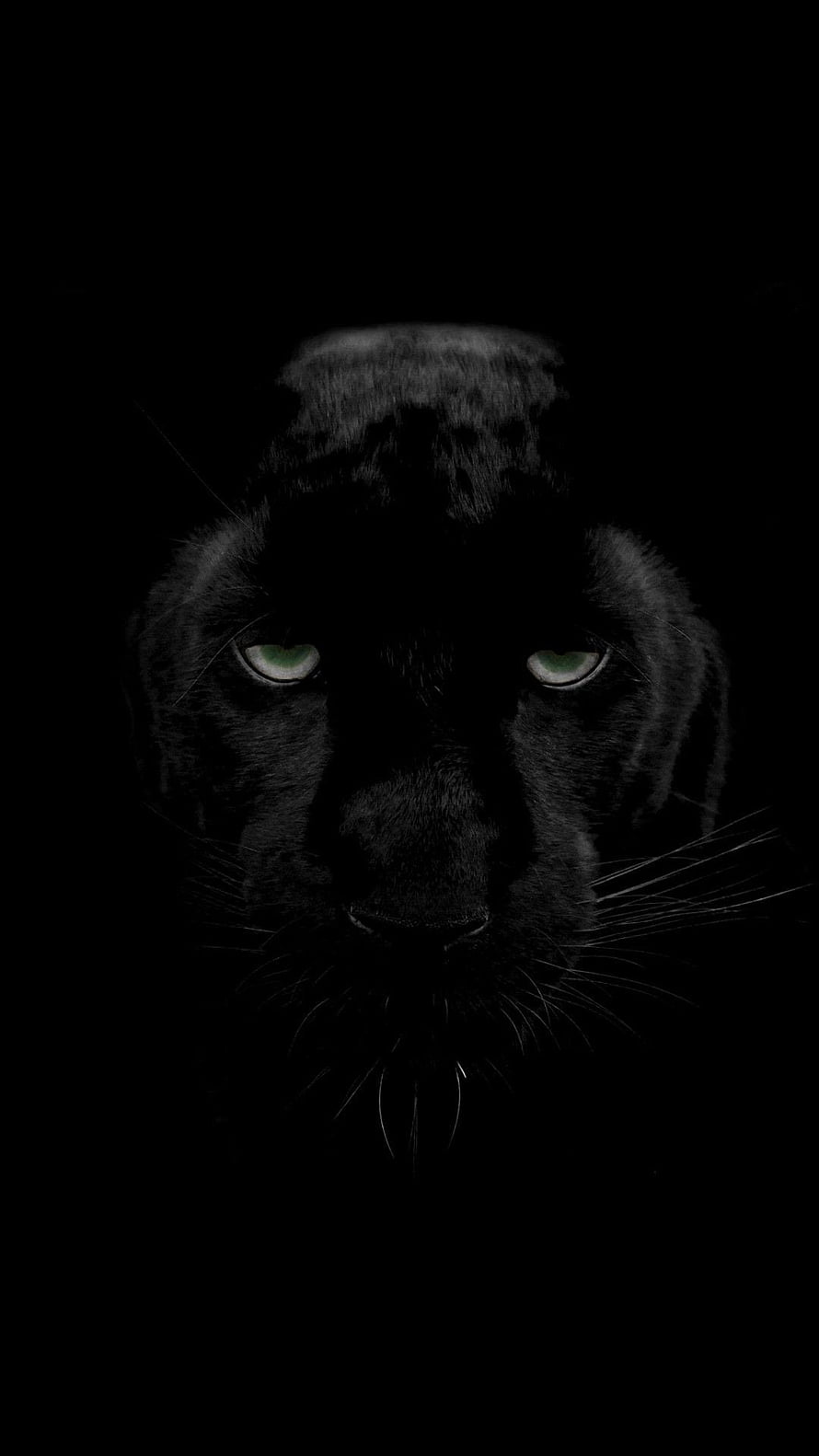 Black Panther Portrait with Glowing Green Eyes in Dark Shadow HD phone wallpaper