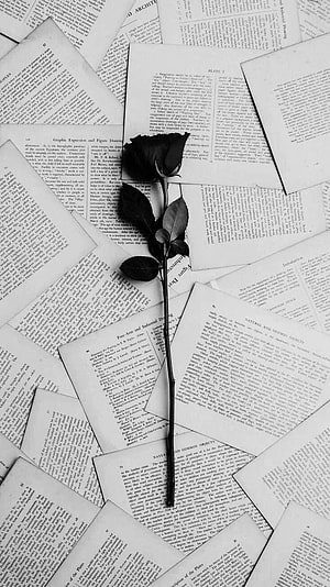 Black Rose on Vintage Book Pages in Monochrome Aesthetic HD phone wallpaper