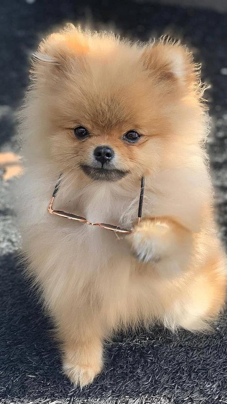 Fluffy Golden Pomeranian Puppy Holding Glasses in Mouth HD phone wallpaper