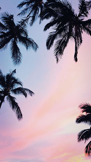Tropical Palm Tree Silhouettes Against a Soft Pink and Blue Sunset Sky HD phone wallpaper