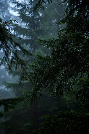 Moody Evergreen Branches with Raindrops in a Misty Dark Forest HD phone wallpaper