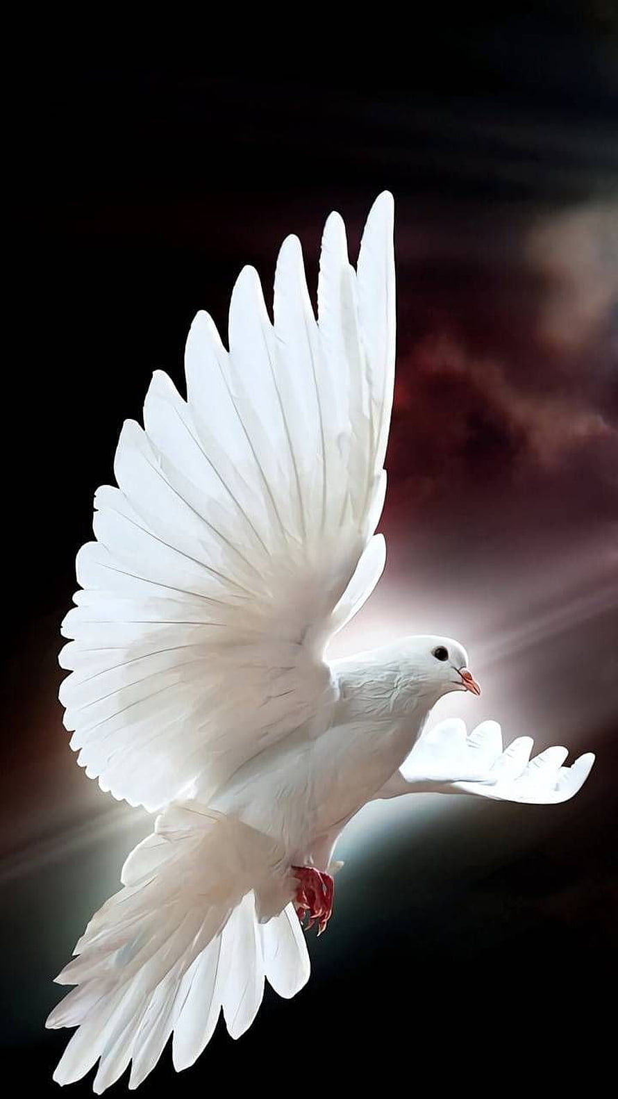 White Dove in Flight with Spread Wings Against Dark Dramatic Sky HD phone wallpaper