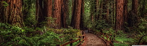 Cathedral Grove Redwood Forest Trail with Wooden Boardwalk and Lush Ferns HD wallpaper