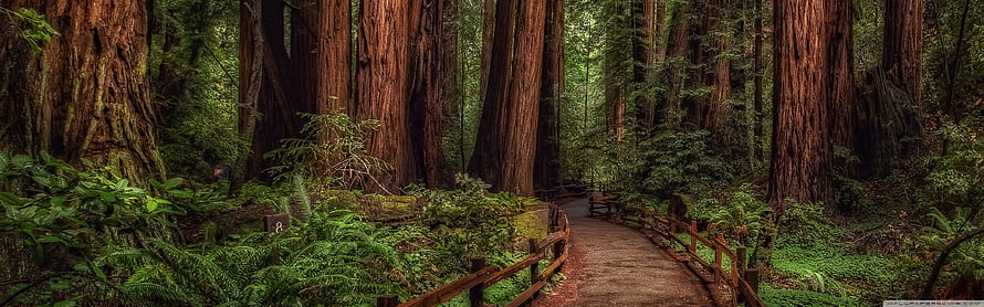 Cathedral Grove Redwood Forest Trail with Wooden Boardwalk and Lush Ferns HD wallpaper