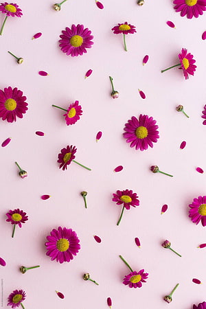 Scattered Pink Daisies and Petals on a Soft Pink Surface HD phone wallpaper