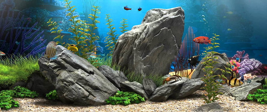 Vibrant Freshwater Aquarium Scene With Colorful Fish, Rocks, and Aquatic Plants HD wallpaper