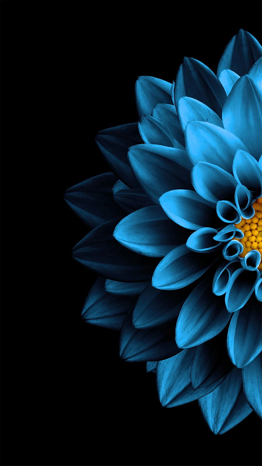 Vibrant Blue Chrysanthemum Macro on Black Background HD phone wallpaper