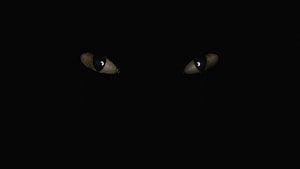 Mysterious Glowing Cat Eyes Peering Out From Pitch Black Darkness HD wallpaper