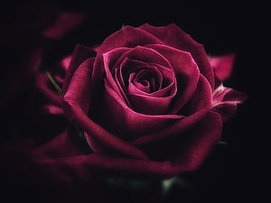 Deep Crimson Rose in Full Bloom Against a Dark Background HD wallpaper