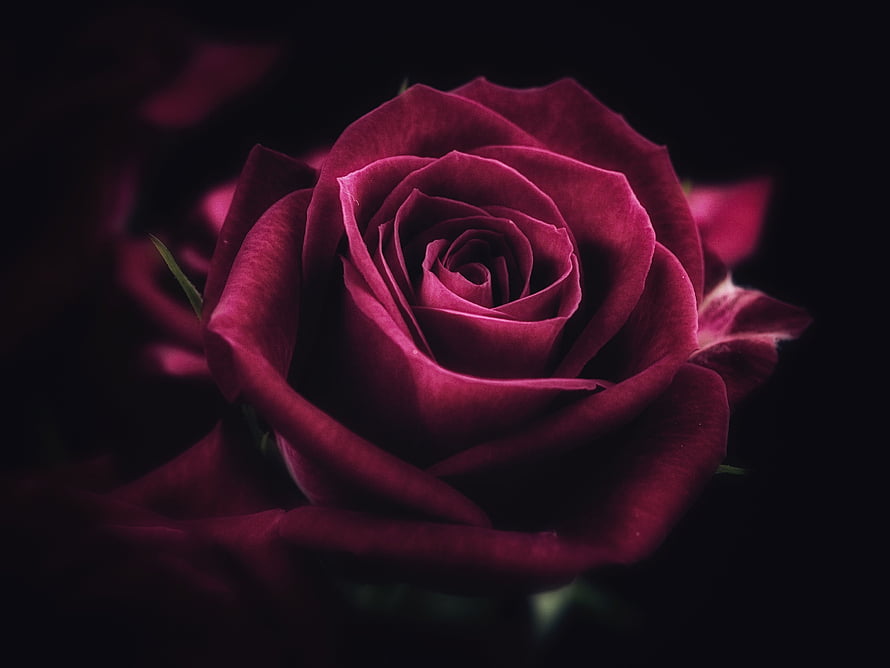 Deep Crimson Rose in Full Bloom Against a Dark Background HD wallpaper