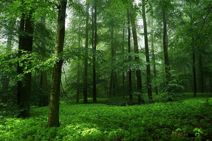 Misty Spring Forest with Tall Trees and Lush Green Undergrowth HD wallpaper