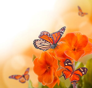 Monarch butterflies perched on vibrant orange flowers in a warm spring garden setting HD wallpaper