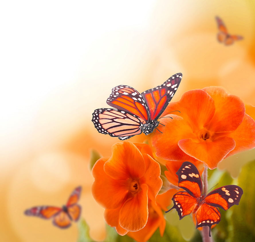 Monarch butterflies perched on vibrant orange flowers in a warm spring garden setting HD wallpaper