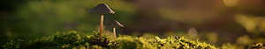 Two Small Mushrooms Growing on Moss in Soft Golden Light with Blurred Forest Background HD wallpaper