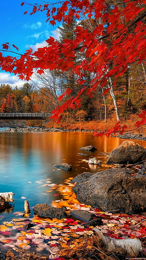 Vibrant Red Maple Leaves Framing a Serene Autumn River Landscape HD phone wallpaper