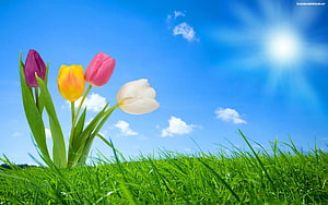 Vibrant Tulips in a Green Meadow Under a Bright Blue Sky HD wallpaper