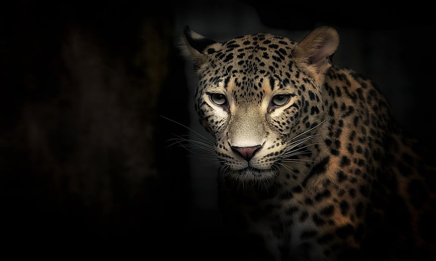 Close-up portrait of a leopard with intense gaze in dramatic low-light setting HD wallpaper