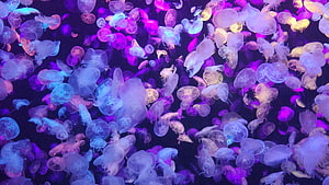 Vibrant Jellyfish Swarm Glowing in Deep Purple and Blue Underwater Light HD wallpaper