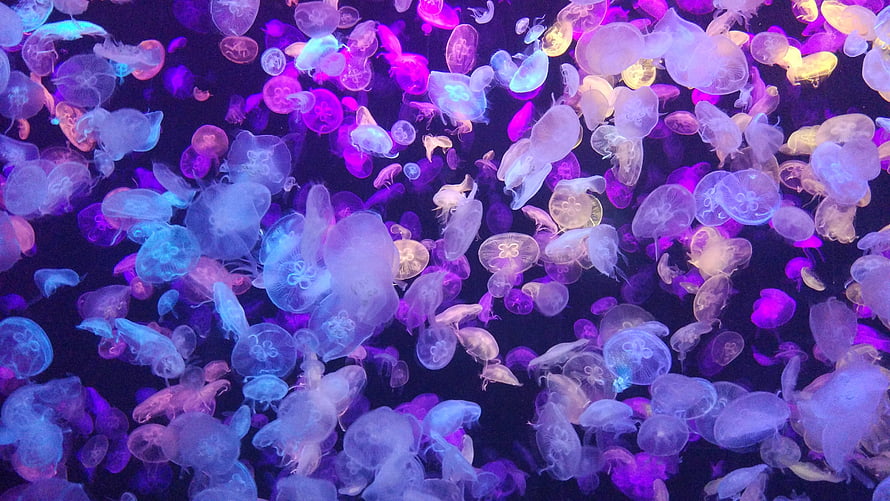 Vibrant Jellyfish Swarm Glowing in Deep Purple and Blue Underwater Light HD wallpaper
