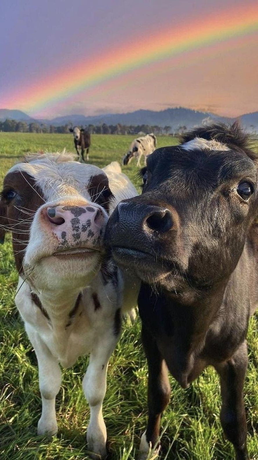 Two Cows Nuzzling in a Green Pasture Under a Vibrant Rainbow at Sunset HD phone wallpaper