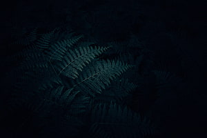 Dark Fern Fronds Against Deep Black Background with Subtle Teal Tones HD wallpaper
