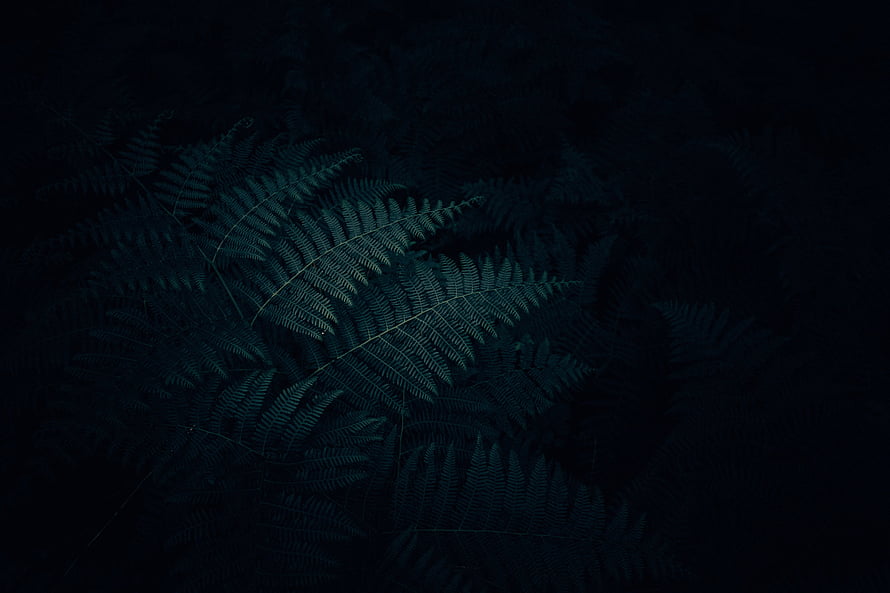 Dark Fern Fronds Against Deep Black Background with Subtle Teal Tones HD wallpaper