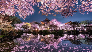 Illuminated Japanese Temple and Cherry Blossoms Reflected in a Nighttime Garden Pond HD wallpaper