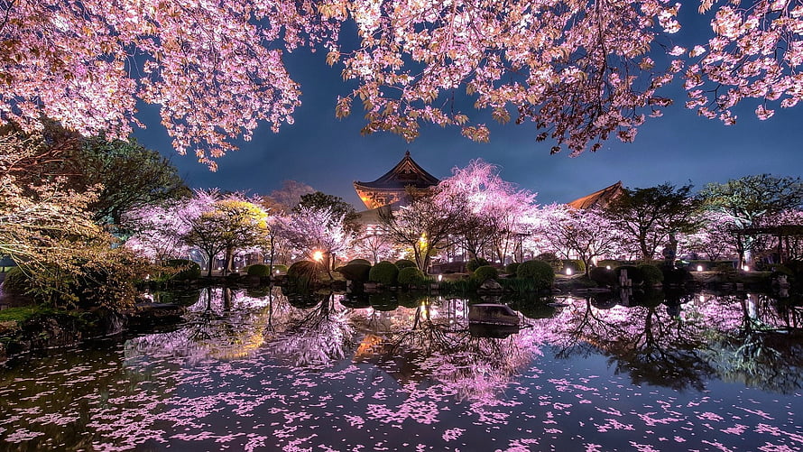 Illuminated Japanese Temple and Cherry Blossoms Reflected in a Nighttime Garden Pond HD wallpaper