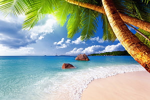 Tropical Beach Paradise with Palm Trees, Turquoise Ocean, and White Sand Shoreline HD wallpaper