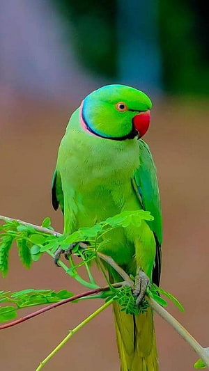 Vibrant Ring-necked Parakeet Perched on a Leafy Branch in Natural Light HD phone wallpaper