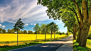 Sunny Countryside Road Lined With Trees And Golden Wheat Fields HD wallpaper