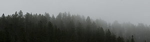 Misty Pine Forest Landscape with Foggy Mountain Silhouettes HD wallpaper