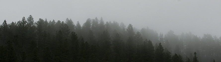 Misty Pine Forest Landscape with Foggy Mountain Silhouettes HD wallpaper