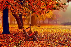Misty Autumn Park Scene with Wooden Bench and Vibrant Foliage HD wallpaper