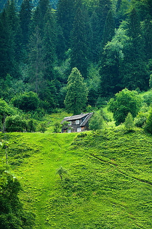 Secluded wooden cabin nestled in a lush green meadow surrounded by dense coniferous forest HD phone wallpaper